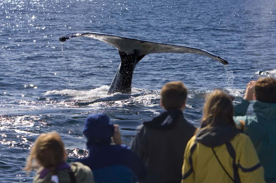 Sydney: Scenic Whale Watching Cruise - Whales Guaranteed - Whales, dolphins, seals, and the luck factor