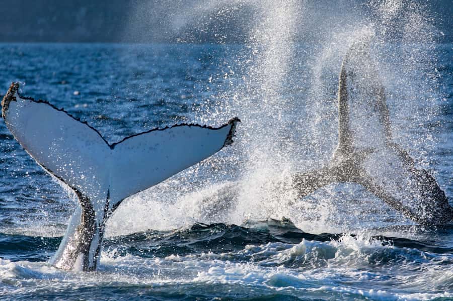 Sydney: Scenic Whale Watching Cruise - Whales Guaranteed - Timing, clothing, and family considerations