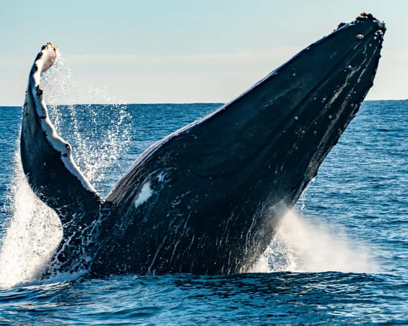 Sydney; Whale Watching - Leaving King Street Wharf for the open sea