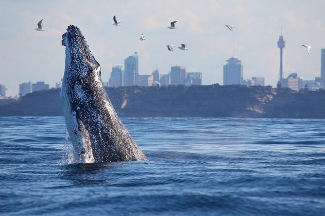 Sydney Whale Watching - 2.5hr Discovery Cruise - Key points to know before boarding