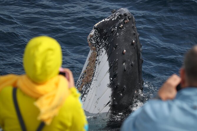 Sydney Whale Watching - 2.5hr Discovery Cruise - What the crew and photographer add