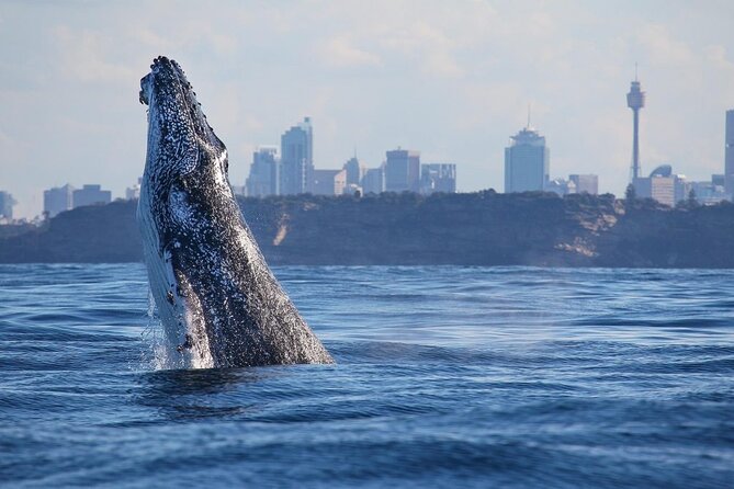 Sydney: Whale Watching Adventure Cruise - Starting at Circular Quay beside the Opera House