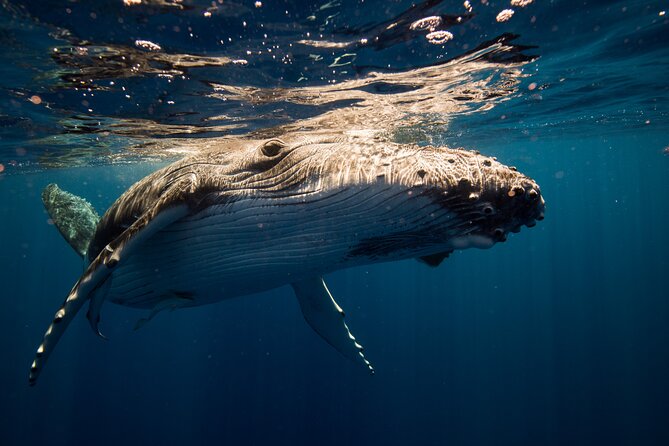 Sydney: Whale Watching Adventure Cruise - Rough seas, rain, and staying comfortable