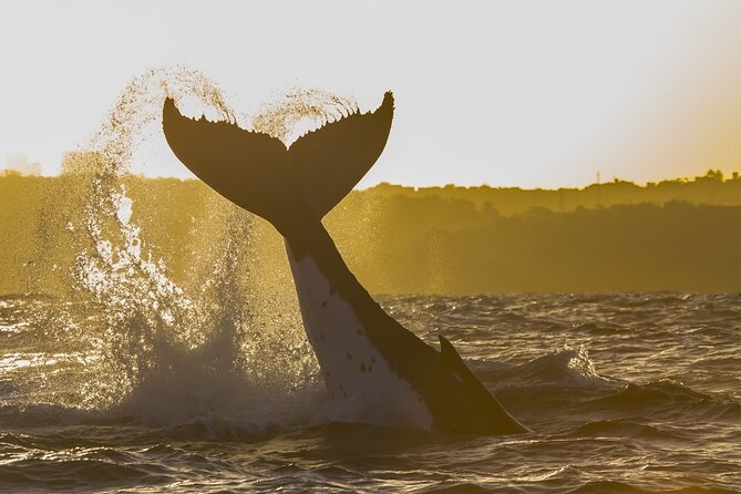 Sydney Whale Watching Adventure Cruise - How to make the most of your 2 hours 45 minutes