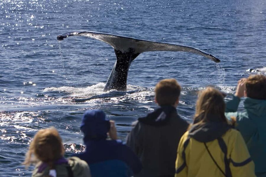 Sydney: Whale Watching Adventure Cruise - Whales Guaranteed! - Barefoot Blue and the role of the crew