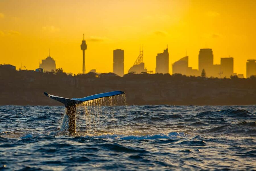 Sydney: Whale Watching Adventure Cruise - Whales Guaranteed! - Who should book this Sydney whale cruise?