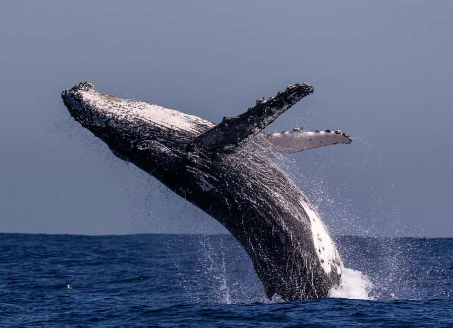 Sydney: Whale Watching Adventure Cruise - Whales Guaranteed! - Booking details worth knowing