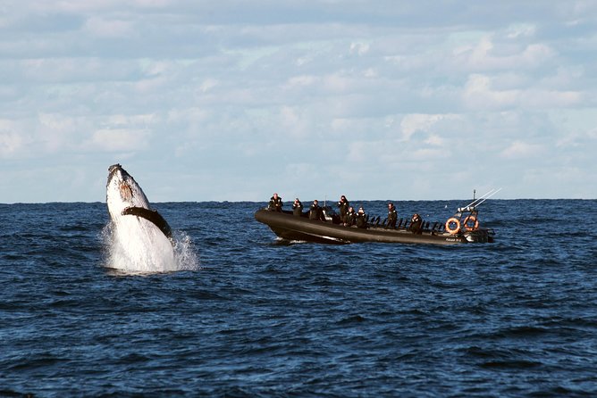 Sydney Whale-Watching by Speed Boat - Key points before you book