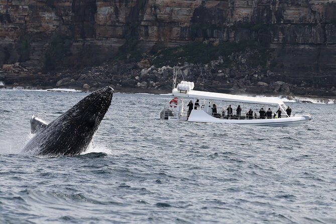 Sydney Whale-Watching by Speed Boat - Leaving Circular Quay with Sydney at your shoulder
