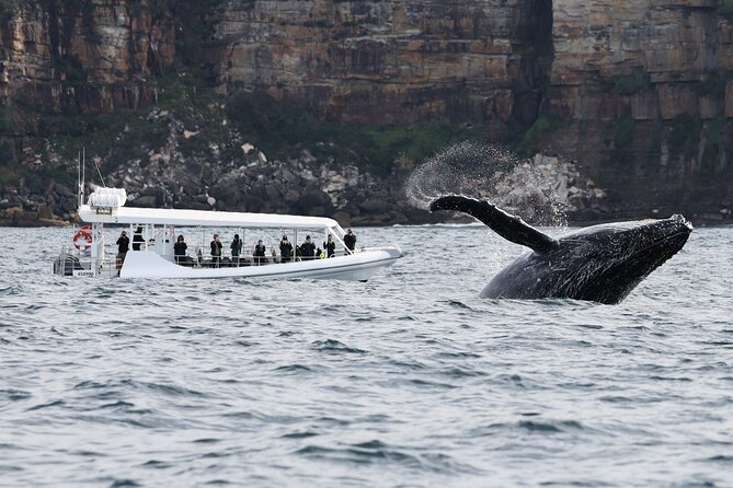 Sydney Whale-Watching by Speed Boat - Watching humpback whales in the wild