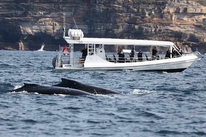 Sydney Whale-Watching by Speed Boat - What the two-hour format really gives you