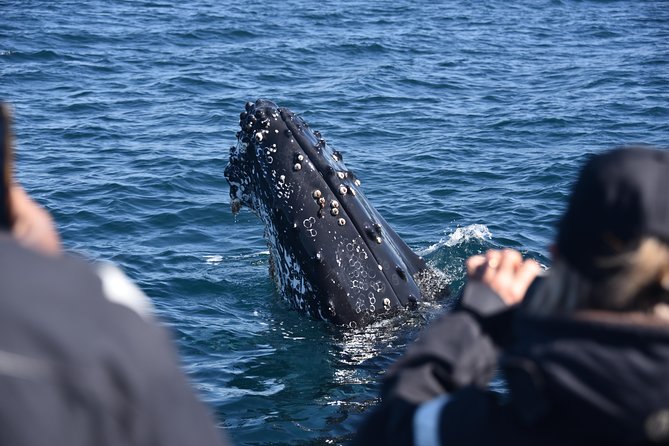 Sydney Whale-Watching by Speed Boat - Is $92.52 a fair price?