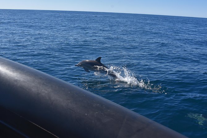 Sydney Whale-Watching by Speed Boat - Booking, cancellations, and weather planning