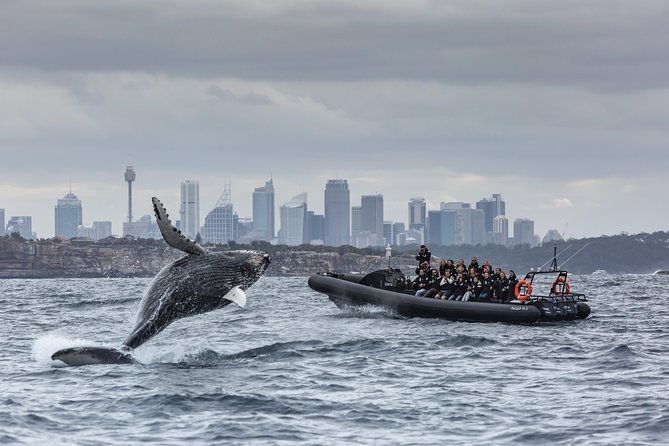 Sydney Whale-Watching by Speed Boat - From sheltered water to the Tasman Sea