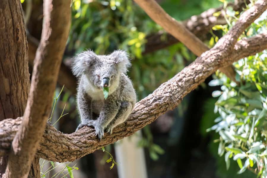Sydney: Whale Watching Cruise and Taronga Zoo Package - Five things to know before you book