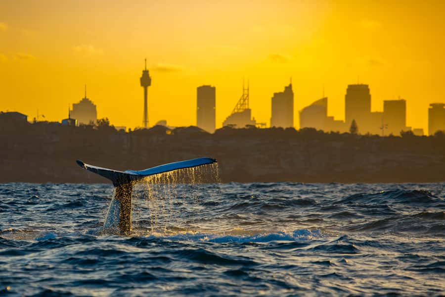 Sydney: Whale Watching Cruise and Taronga Zoo Package - Sea conditions, comfort, and motion sickness