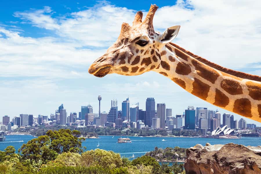 Sydney: Whale Watching Cruise and Taronga Zoo Package - What the 2.5-hour whale cruise is really like