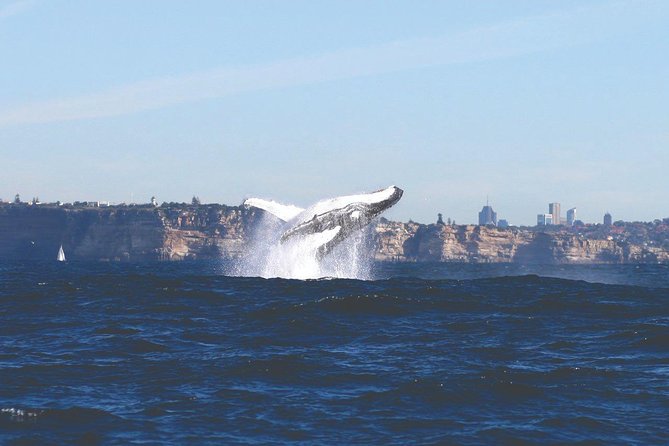 Sydney Whale Watching Cruise from Circular Quay - What you are likely to see offshore