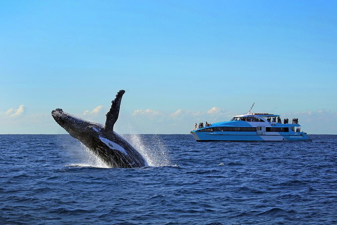 Sydney Whale Watching Cruise from Circular Quay - May through November: choosing your timing