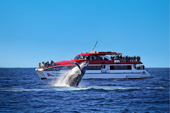 Sydney Whale Watching Cruise from Circular Quay - The custom-built catamaran and viewing decks