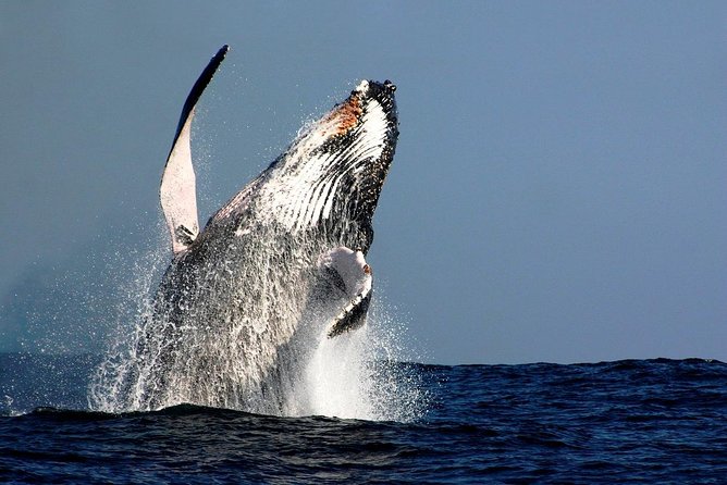Sydney Whale-Watching Cruise Including Lunch or Breakfast - Key points before you book