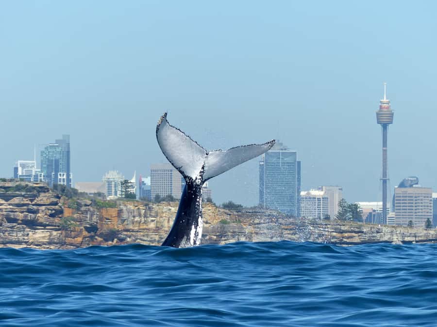 Sydney Whale Watching Cruise with Breakfast or Lunch - Key points before you book