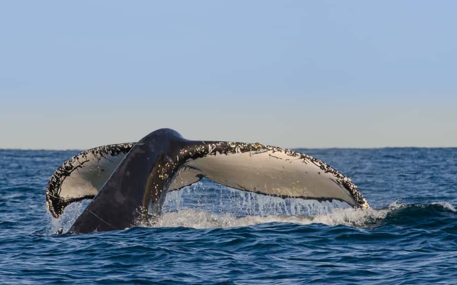 Sydney Whale Watching Cruise with Breakfast or Lunch - From Circular Quay to Sydney Heads