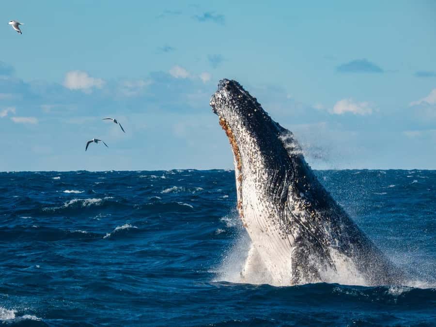 Sydney Whale Watching Cruise with Breakfast or Lunch - Humpback season from May through November