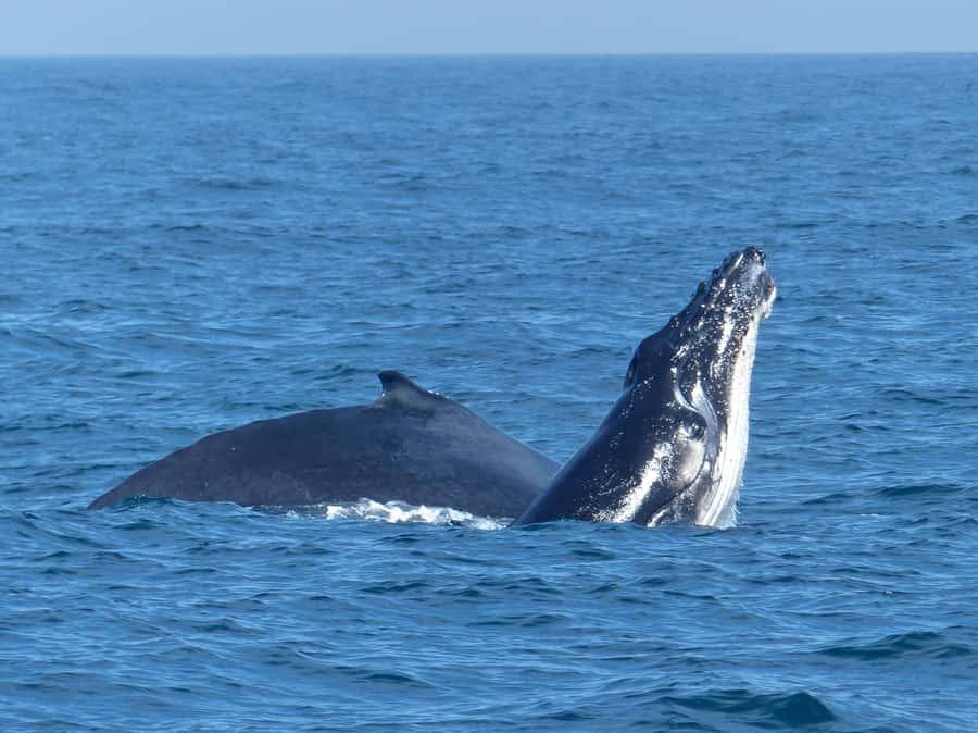 Sydney Whale Watching Cruise with Breakfast or Lunch - Value at $70 per person