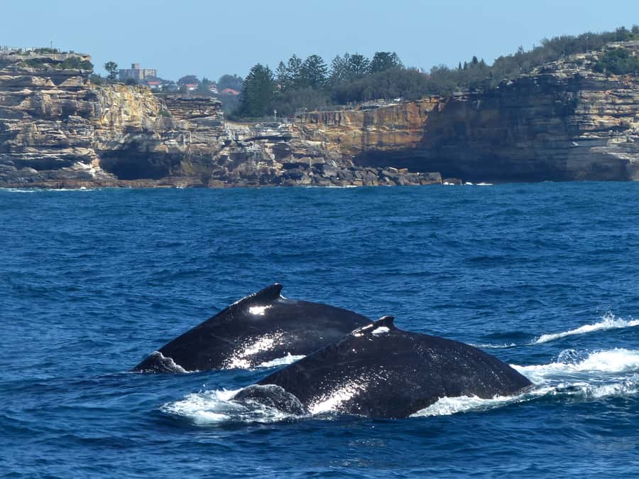 Sydney Whale Watching Cruise with Breakfast or Lunch - Who should book this cruise?