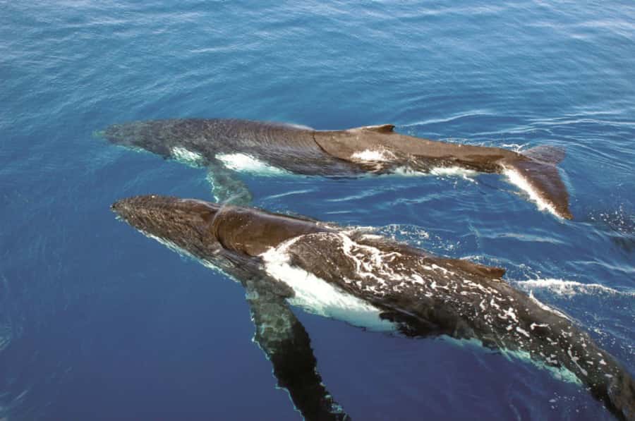 Sydney Whale Watching Cruise with Breakfast or Lunch - How to get the best possible day