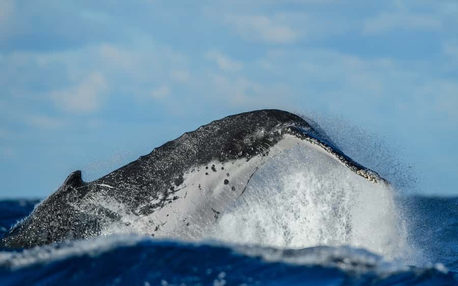 Sydney Whale Watching Cruise with Breakfast or Lunch - Should you book the Sydney whale watching cruise?