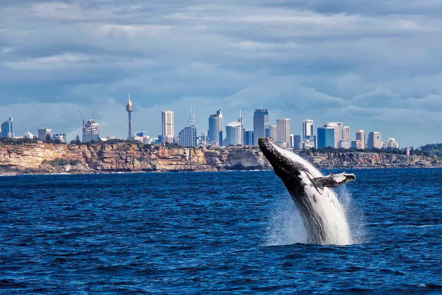 Sydney Whale Watching Cruise with Breakfast or Lunch - The open sea is where the action begins
