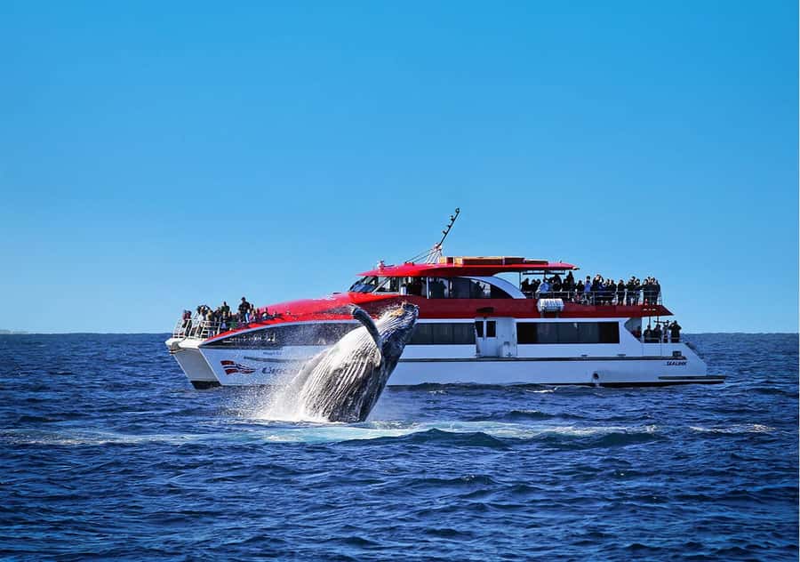 Sydney: Whale Watching & Hop On Hop Off Cruise Package - Two ways to use Sydney Harbour