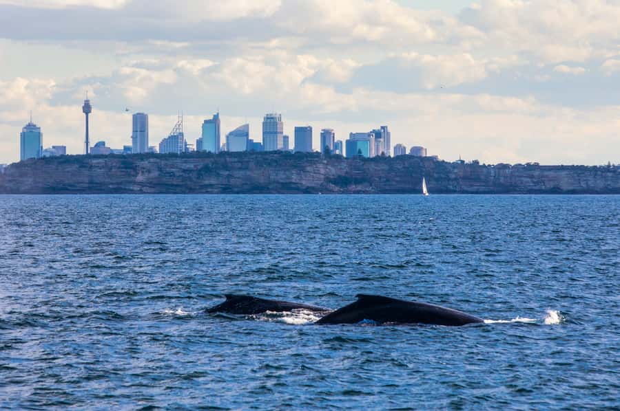 Sydney: Whale Watching & Hop On Hop Off Cruise Package - Weather, seasickness, and comfort