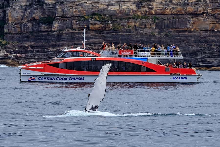 Sydney: Whale Watching & Hop On Hop Off Cruise Package - Who will get the most from this package?