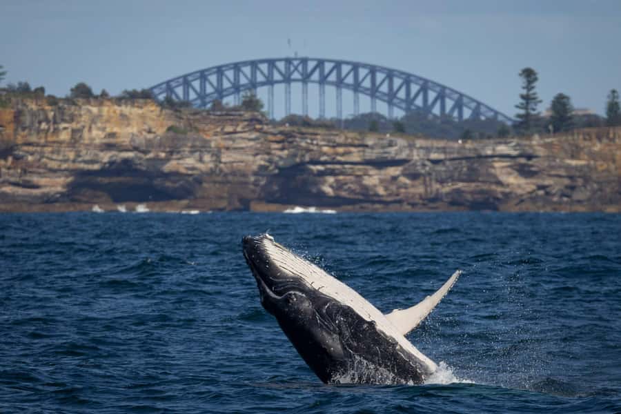 Sydney: Whale Watching & Wildlife Cruise - Key points before you book