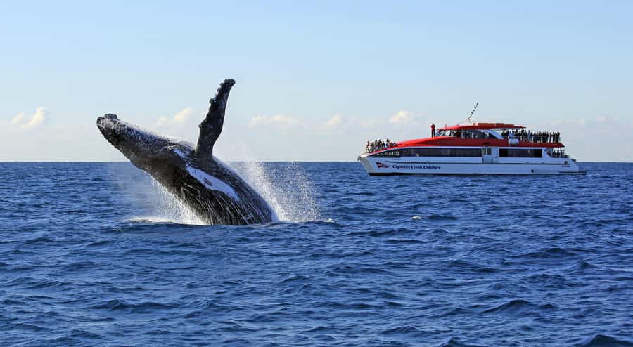 Sydney: Whale Watching & Wildlife Cruise - Leaving Circular Quay with the Opera House behind you