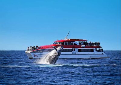 Sydney: Whale Watching & Wildlife Cruise