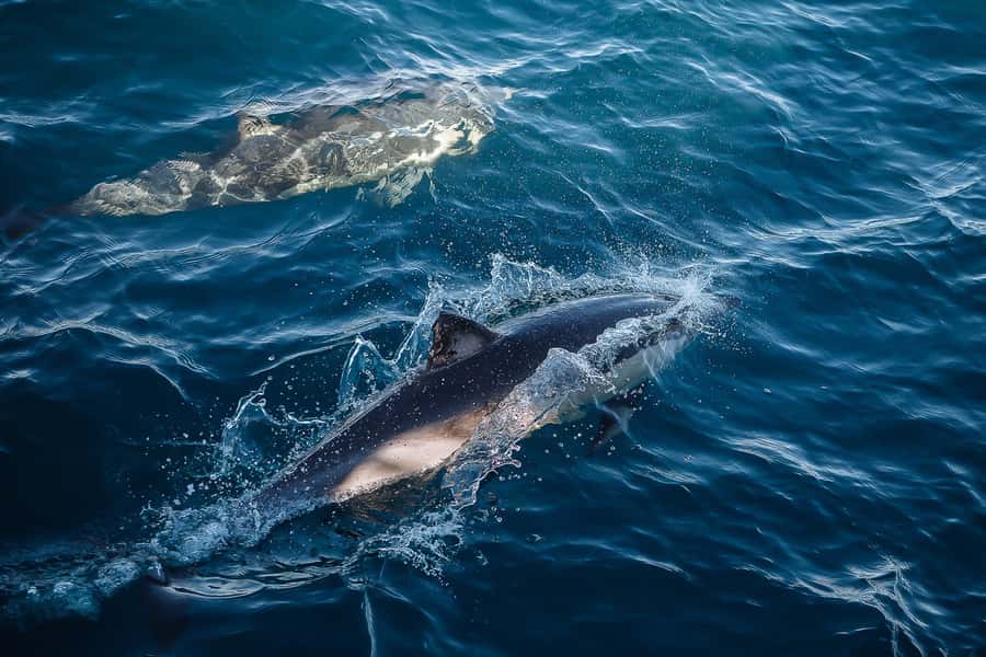 Sydney: Whale Watching & Wildlife Cruise - What the 150 minutes feels like