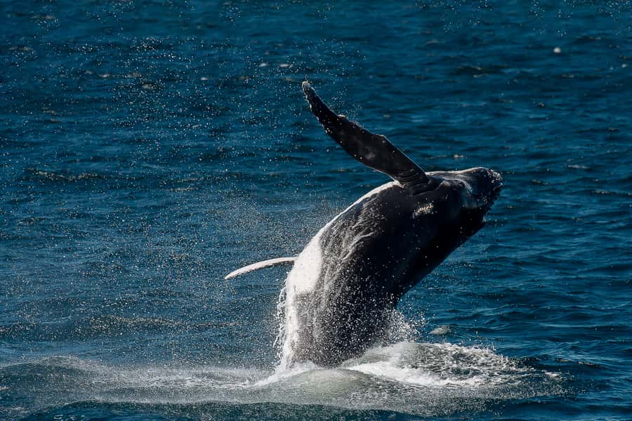 Sydney: Whale Watching & Wildlife Cruise - Indoor comfort, outdoor viewing, and cold weather