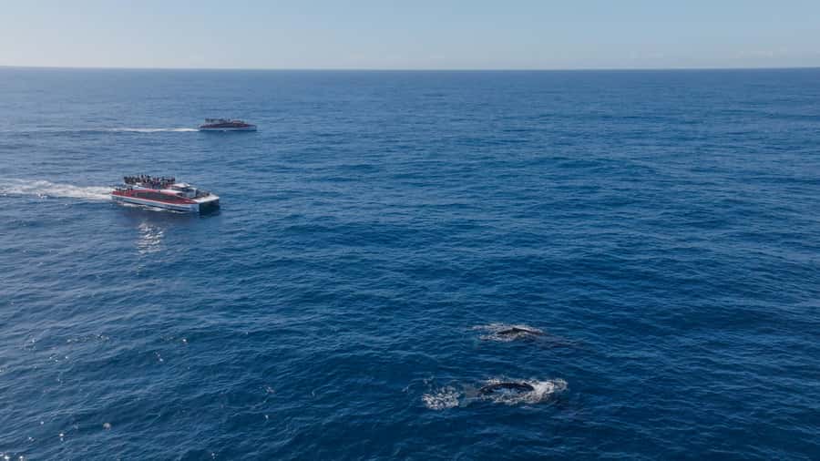 Sydney: Whale Watching & Wildlife Cruise - Is $67 good value for Sydney?