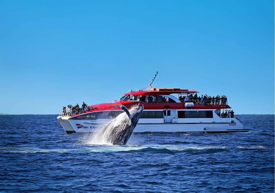 Sydney: Whale Watching & Wildlife Cruise - Crossing the harbour entrance into open water