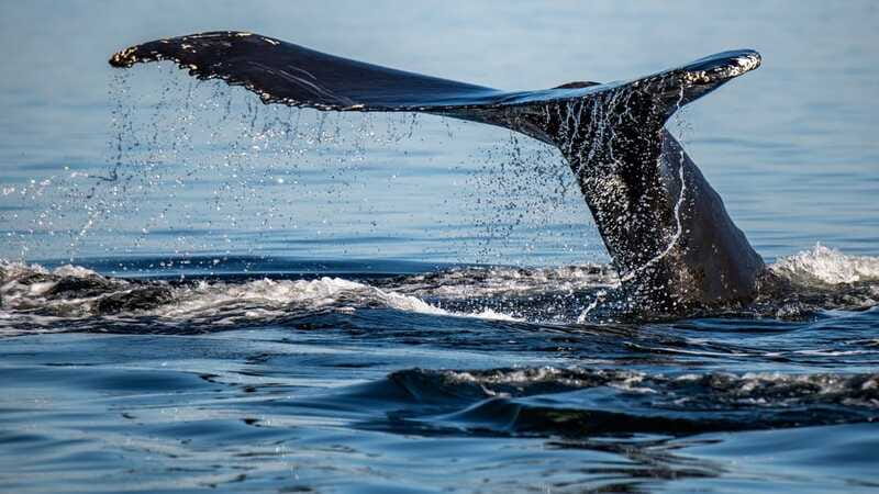 Tadoussac/Charlevoix: 3-Hour Whale Watching Boat Tour - Is $122 good value?