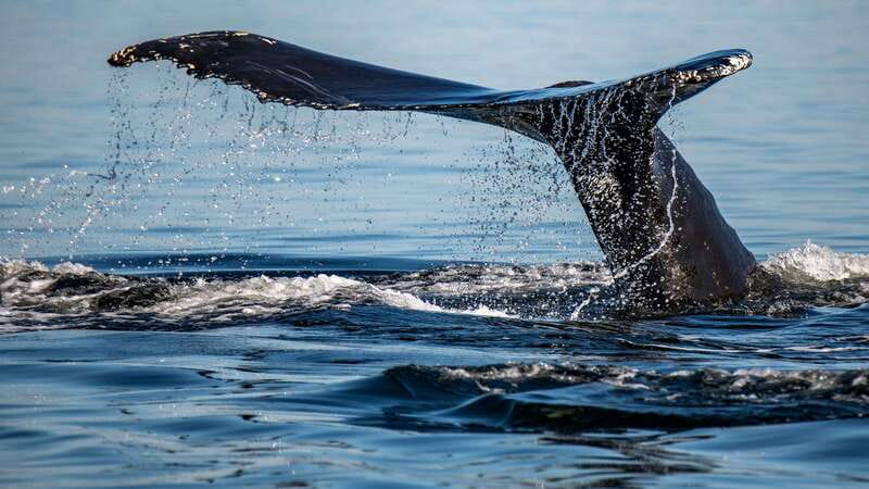 Tadoussac/Charlevoix: 3-Hour Whale Watching Boat Tour - Three hours among whales and fjord walls
