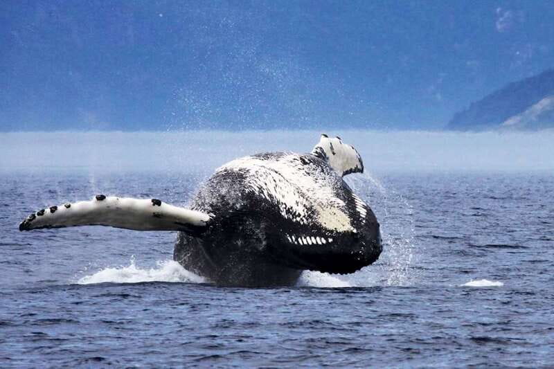 Tadoussac/Charlevoix: 3-Hour Whale Watching Boat Tour - What the naturalist guide adds