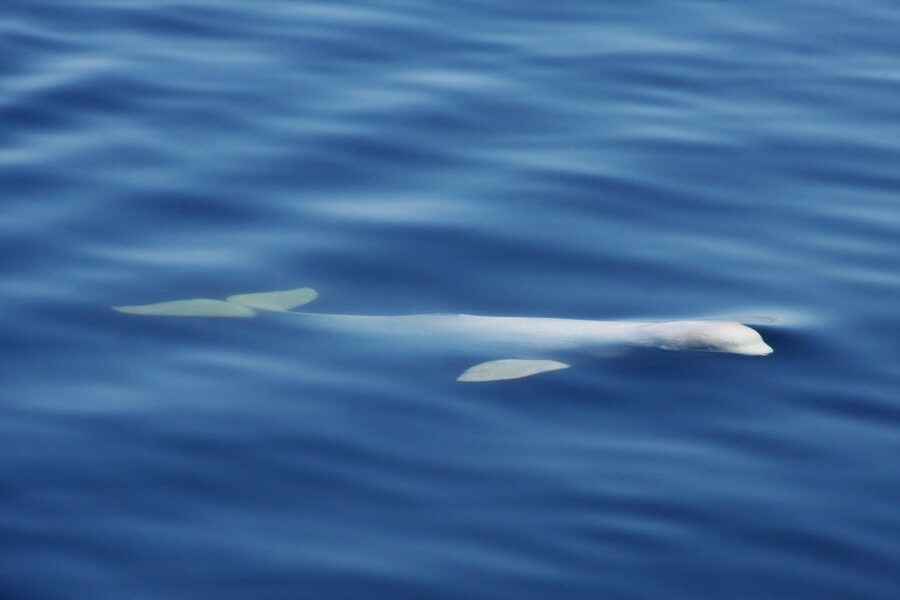 Tadoussac/Charlevoix: 3-Hour Whale Watching Boat Tour - Which animals might you see?