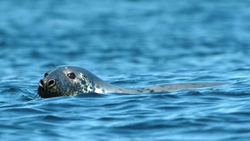 Tadoussac/Charlevoix: 3-Hour Whale Watching Boat Tour - Comfort, food, and the VIP upgrade