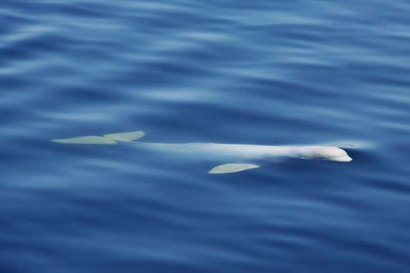 Tadoussac/Charlevoix: 3-Hour Whale Watching Boat Tour - Who will enjoy this tour most?