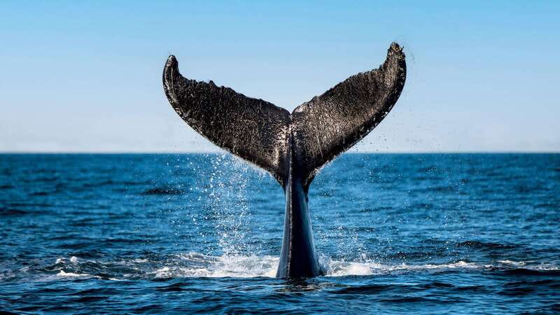 Tadoussac/Charlevoix: 3-Hour Whale Watching Boat Tour - Choosing Tadoussac or Baie-Sainte-Catherine